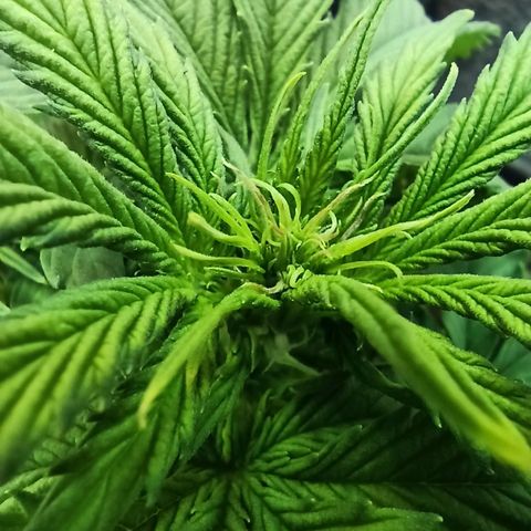 Auto Gagarin growlog timeline photo