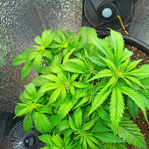 Auto Gagarin growlog timeline photo