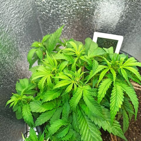 Auto Gagarin growlog timeline photo