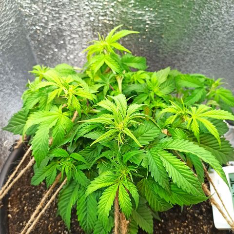 Auto Gagarin growlog timeline photo