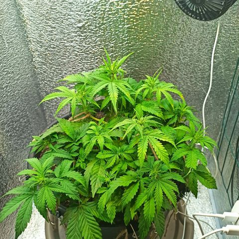 Auto Gagarin growlog timeline photo