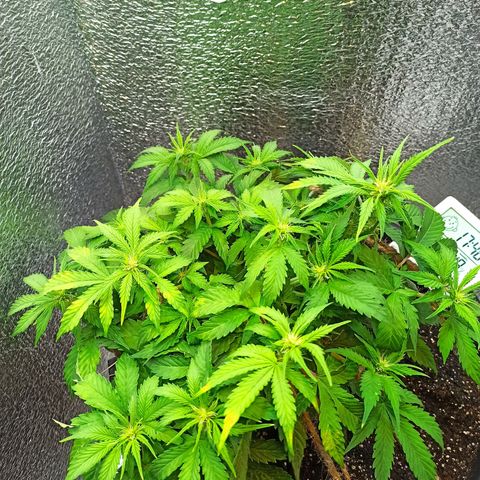 Auto Gagarin growlog timeline photo