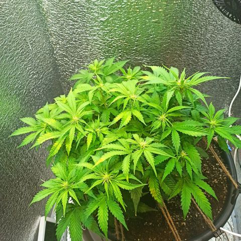 Auto Gagarin growlog timeline photo