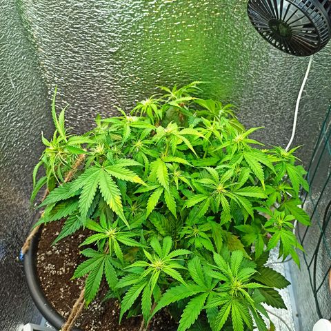 Auto Gagarin growlog timeline photo
