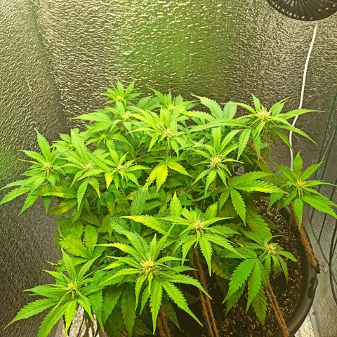 Auto Gagarin growlog timeline photo
