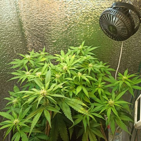 Auto Gagarin growlog timeline photo