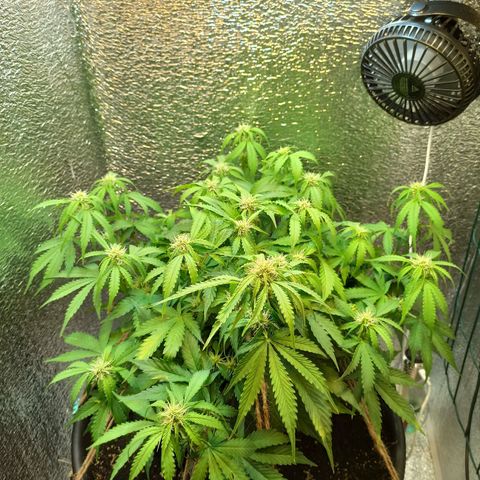 Auto Gagarin growlog timeline photo