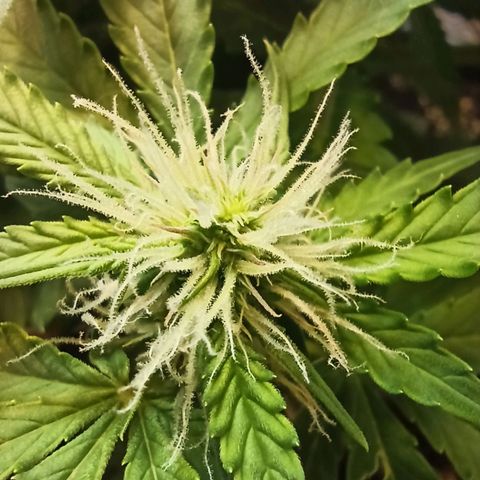 Auto Gagarin growlog timeline photo