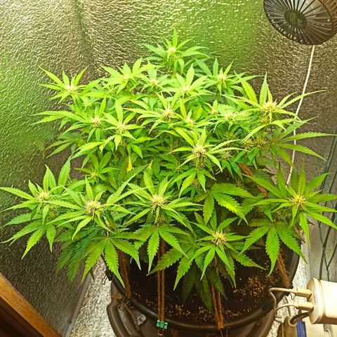 Auto Gagarin growlog timeline photo