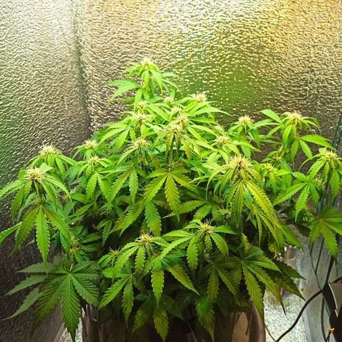 Auto Gagarin growlog timeline photo