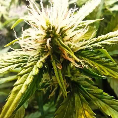 Auto Gagarin growlog timeline photo