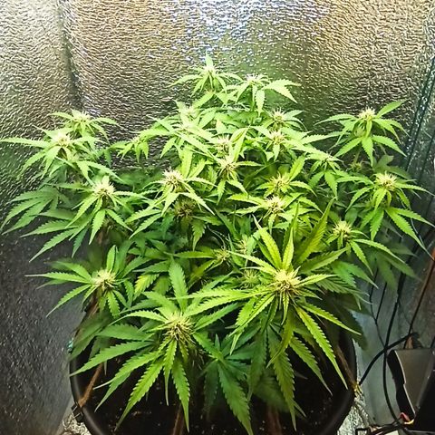 Auto Gagarin growlog timeline photo
