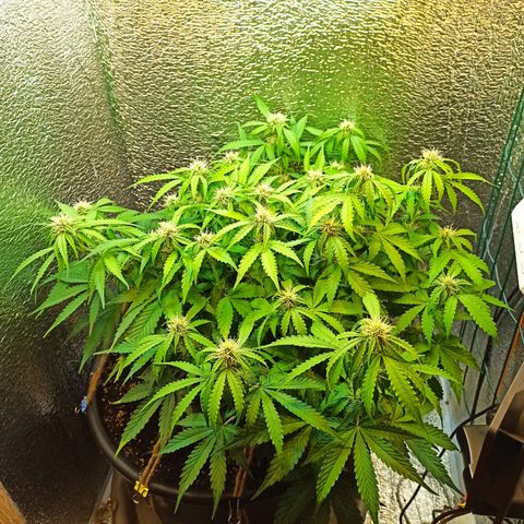 Auto Gagarin growlog timeline photo