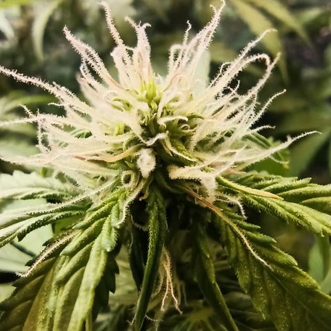 Auto Gagarin growlog timeline photo