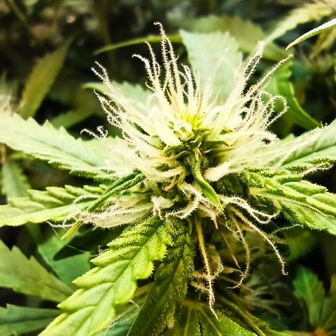 Auto Gagarin growlog timeline photo