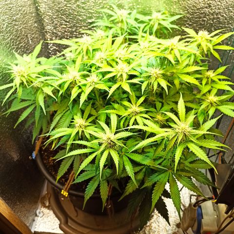 Auto Gagarin growlog timeline photo