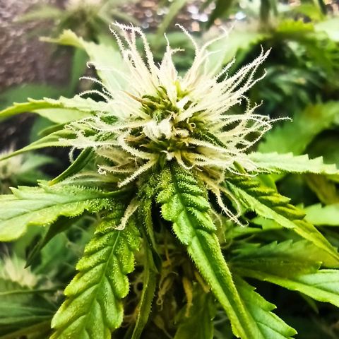 Auto Gagarin growlog timeline photo