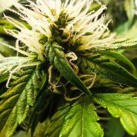 Auto Gagarin growlog timeline photo
