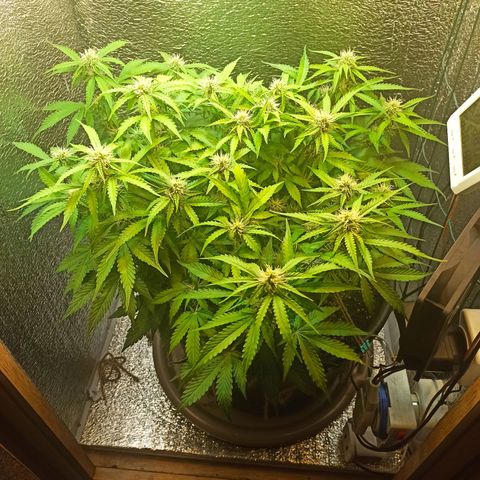Auto Gagarin growlog timeline photo