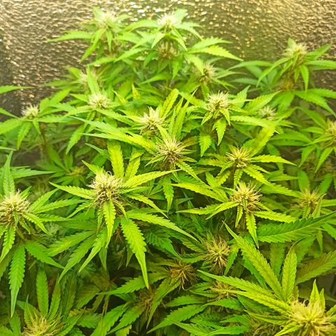 Auto Gagarin growlog timeline photo