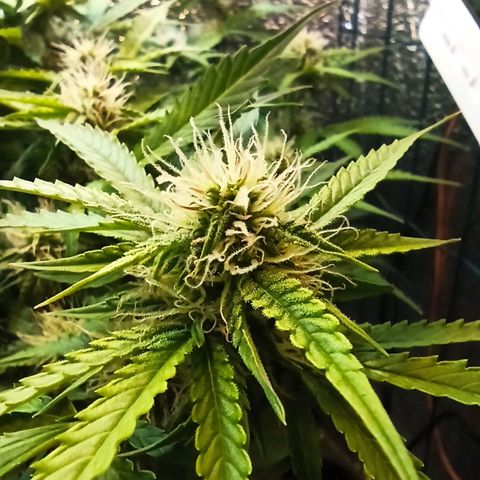 Auto Gagarin growlog timeline photo
