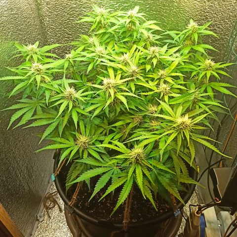 Auto Gagarin growlog timeline photo