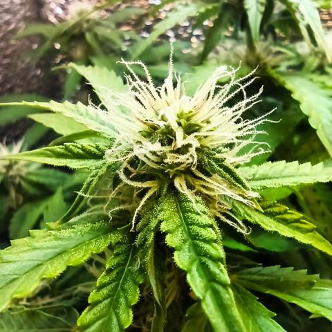 Auto Gagarin growlog timeline photo