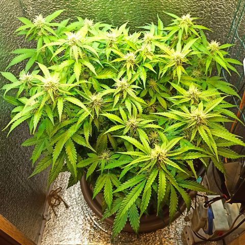 Auto Gagarin growlog timeline photo