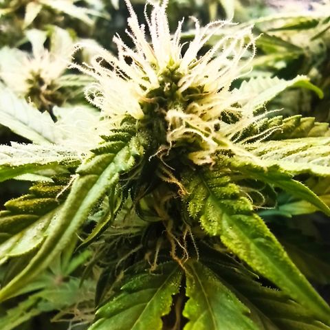 Auto Gagarin growlog timeline photo
