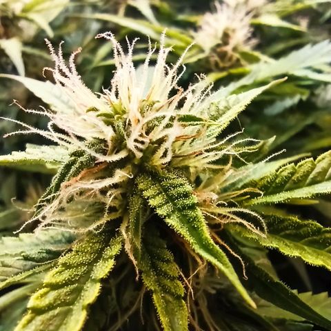 Auto Gagarin growlog timeline photo