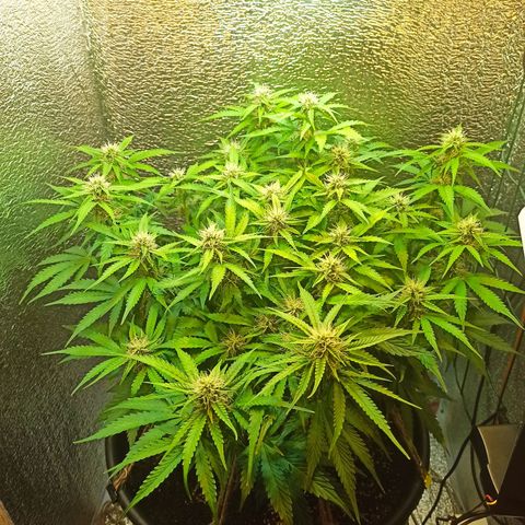 Auto Gagarin growlog timeline photo