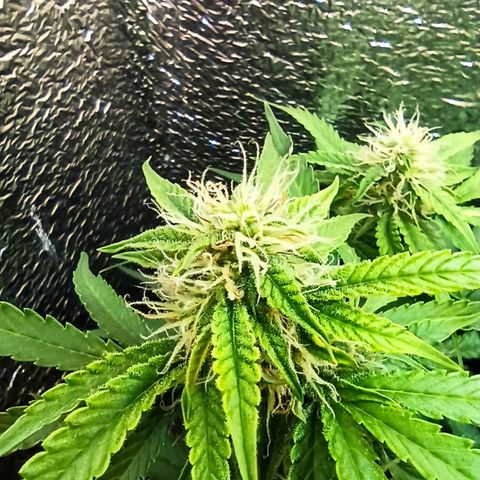 Auto Gagarin growlog timeline photo