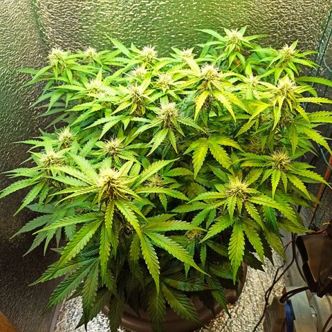Auto Gagarin growlog timeline photo