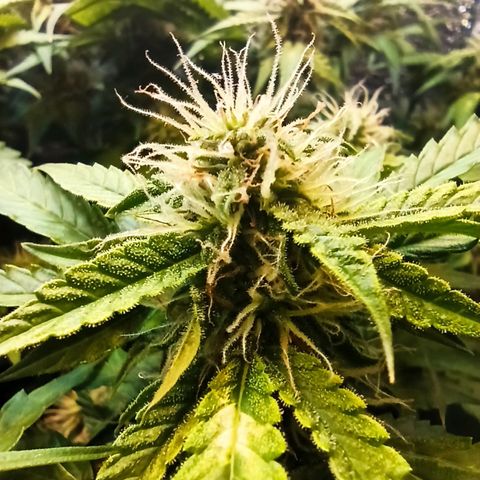 Auto Gagarin growlog timeline photo