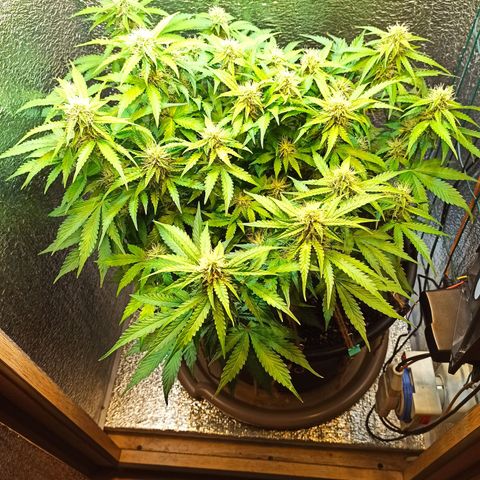 Auto Gagarin growlog timeline photo