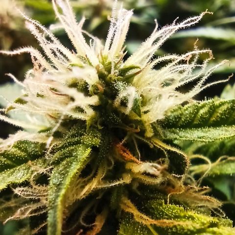 Auto Gagarin growlog timeline photo