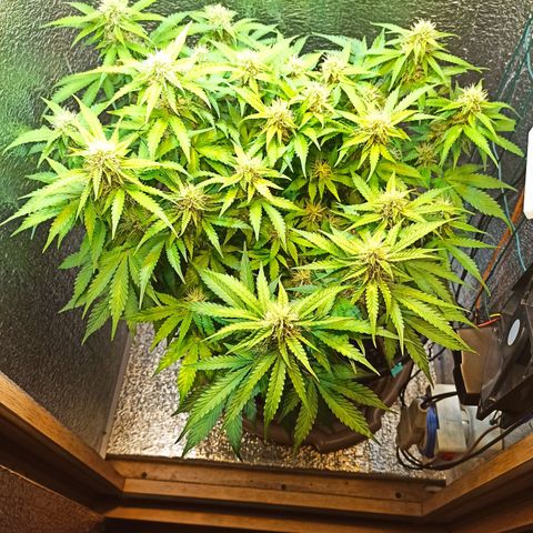 Auto Gagarin growlog timeline photo