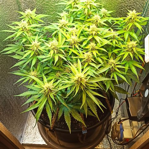Auto Gagarin growlog timeline photo