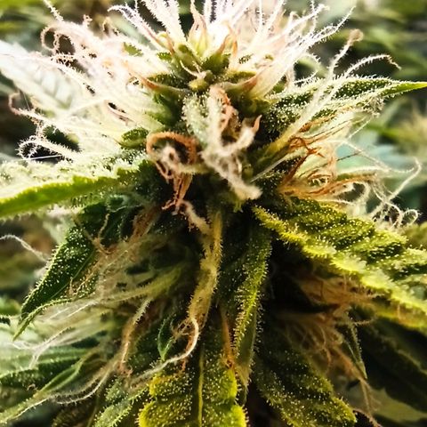 Auto Gagarin growlog timeline photo