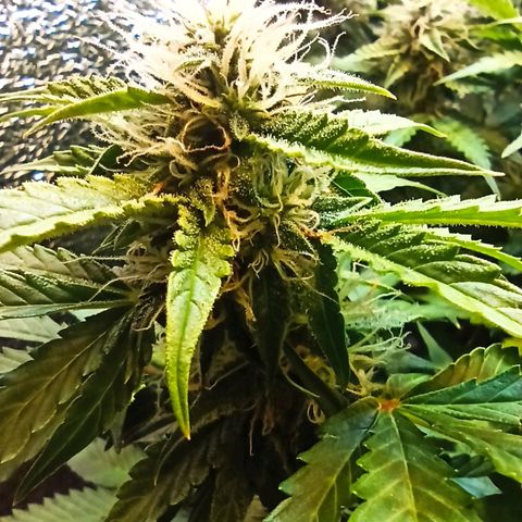 Auto Gagarin growlog timeline photo