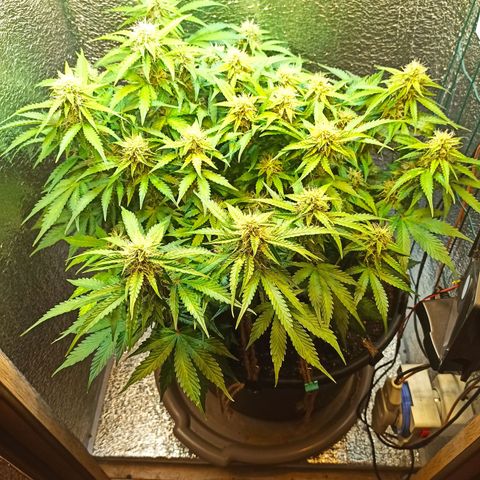 Auto Gagarin growlog timeline photo