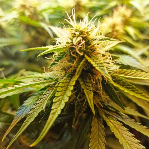 Auto Gagarin growlog timeline photo