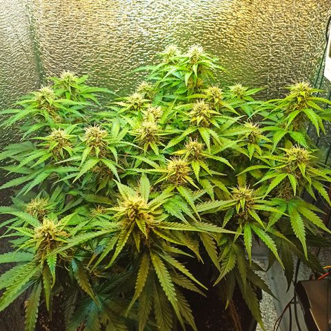 Auto Gagarin growlog timeline photo