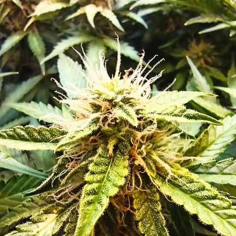 Auto Gagarin growlog timeline photo