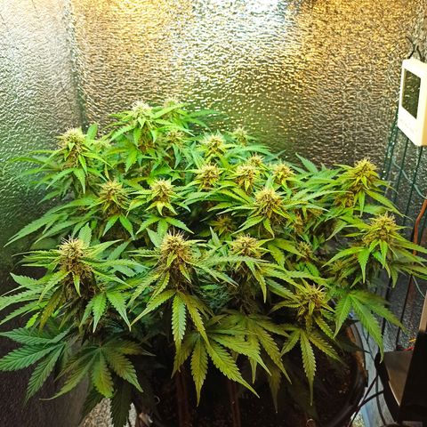 Auto Gagarin growlog timeline photo