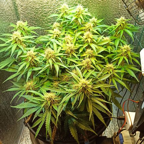 Auto Gagarin growlog timeline photo