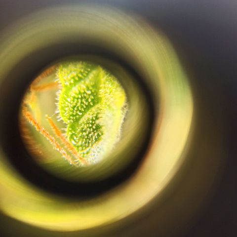 Auto Gagarin growlog timeline photo