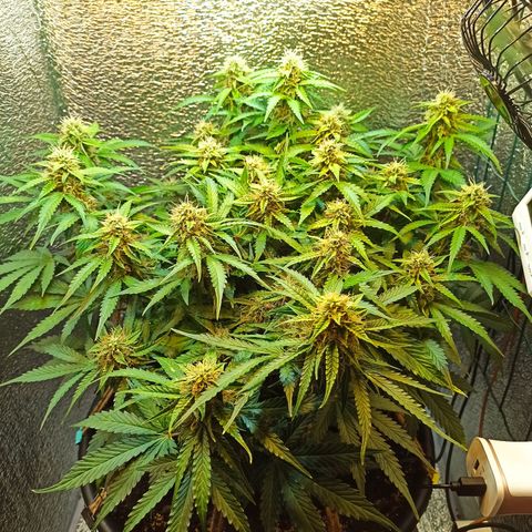 Auto Gagarin growlog timeline photo