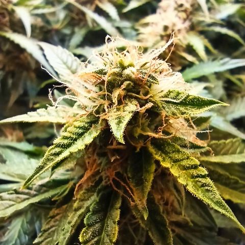 Auto Gagarin growlog timeline photo