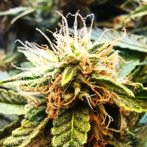 Auto Gagarin growlog timeline photo